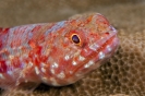 Red-marbled lizardfish